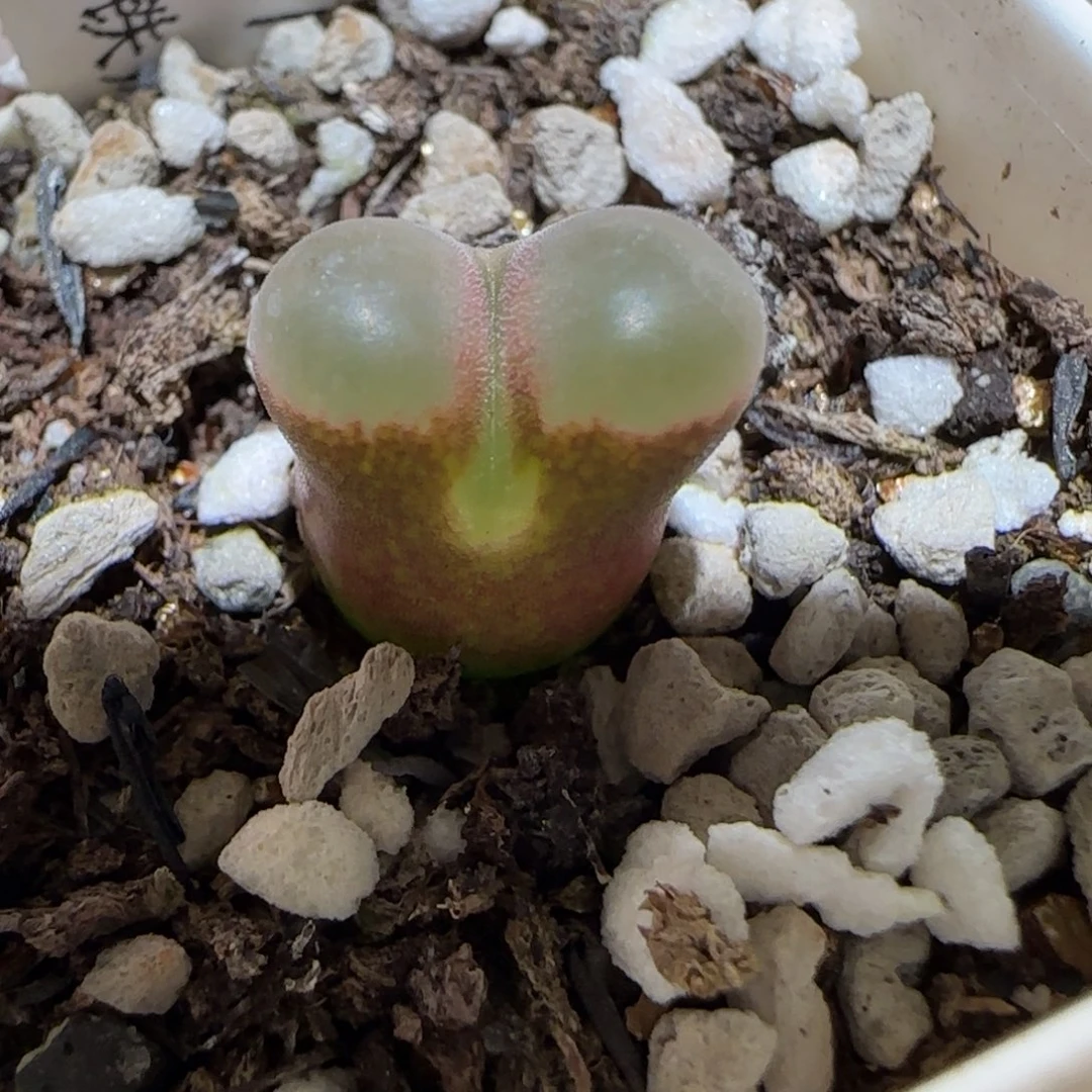 肉锥多肉植物百科-磁铁918