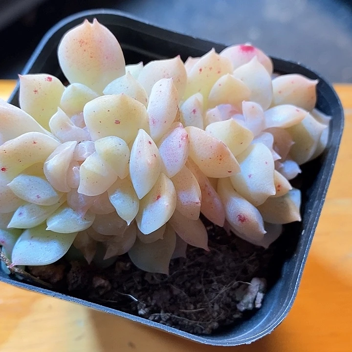 响当当啊哈好喜欢