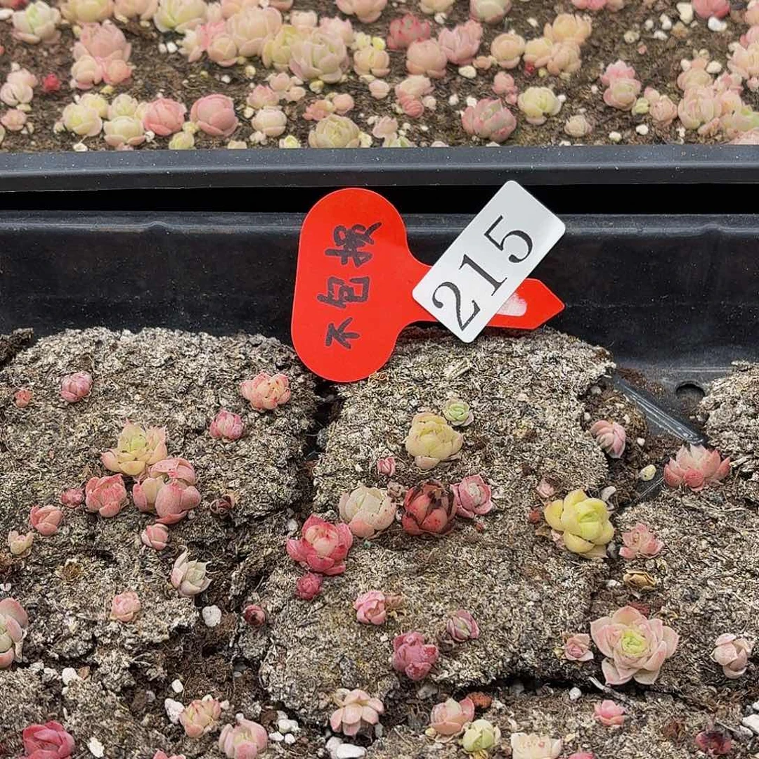 多肉植物多肉植物215