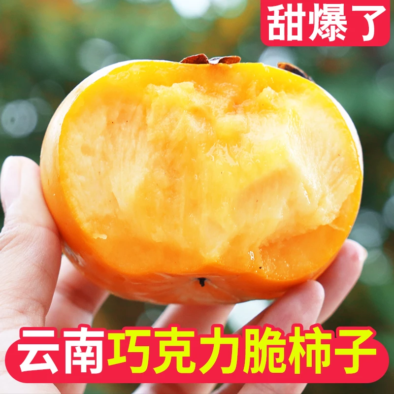 【中国保山甜柿之乡】新鲜应季高原巧克力脆甜柿子新鲜采摘果园直发