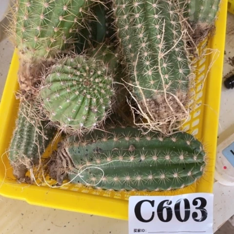瑕疵的毛花柱c 603