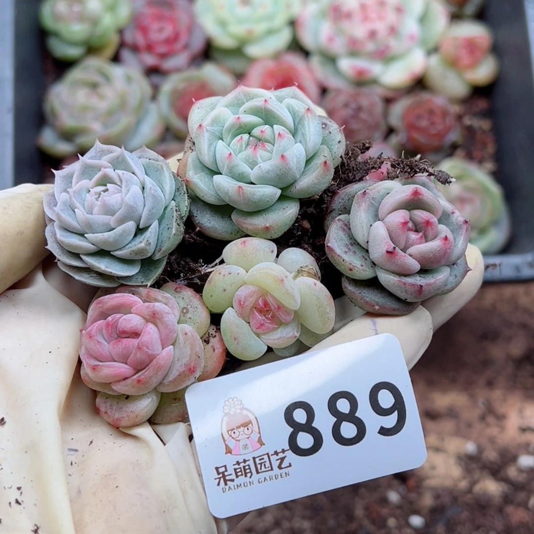 丁*?多肉植物多肉植物