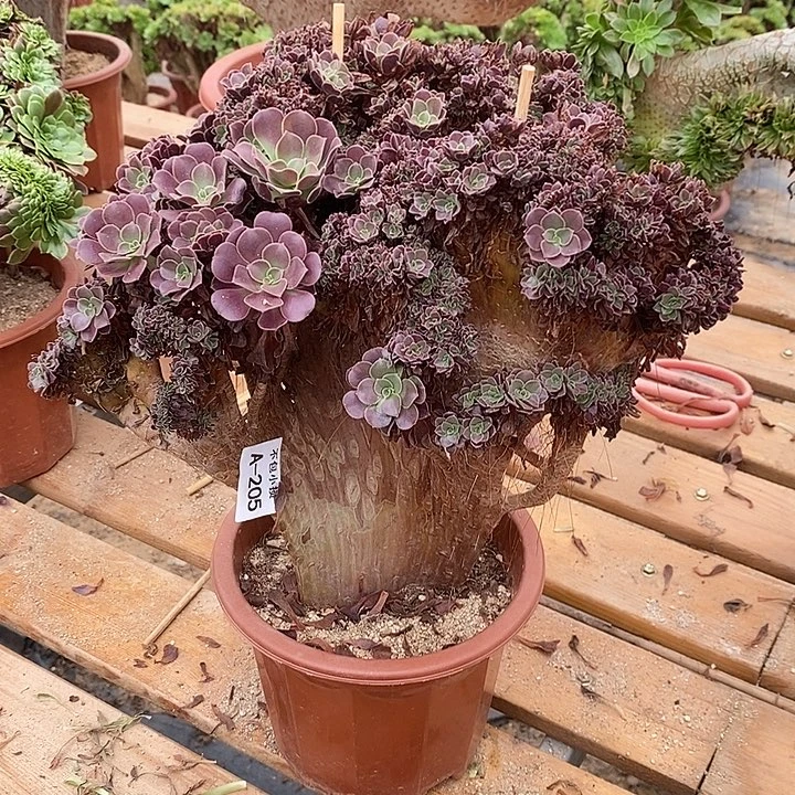 205 欧紫朵缀微瑕疵宽32公分