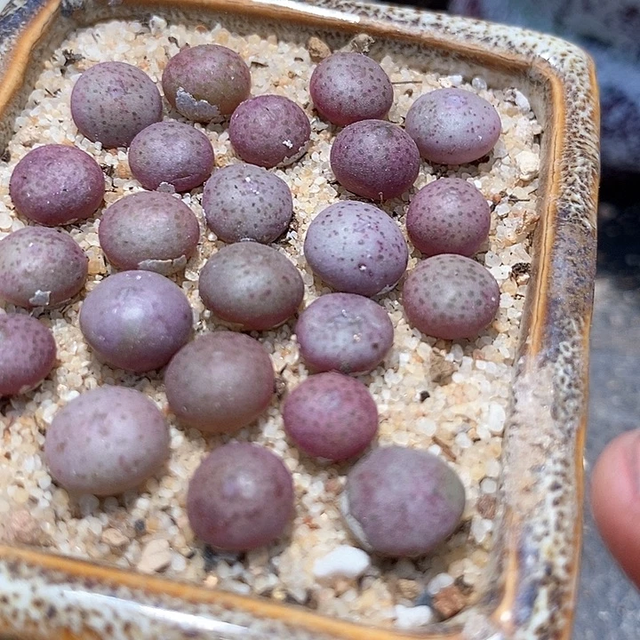 粉色小拳拳一颗