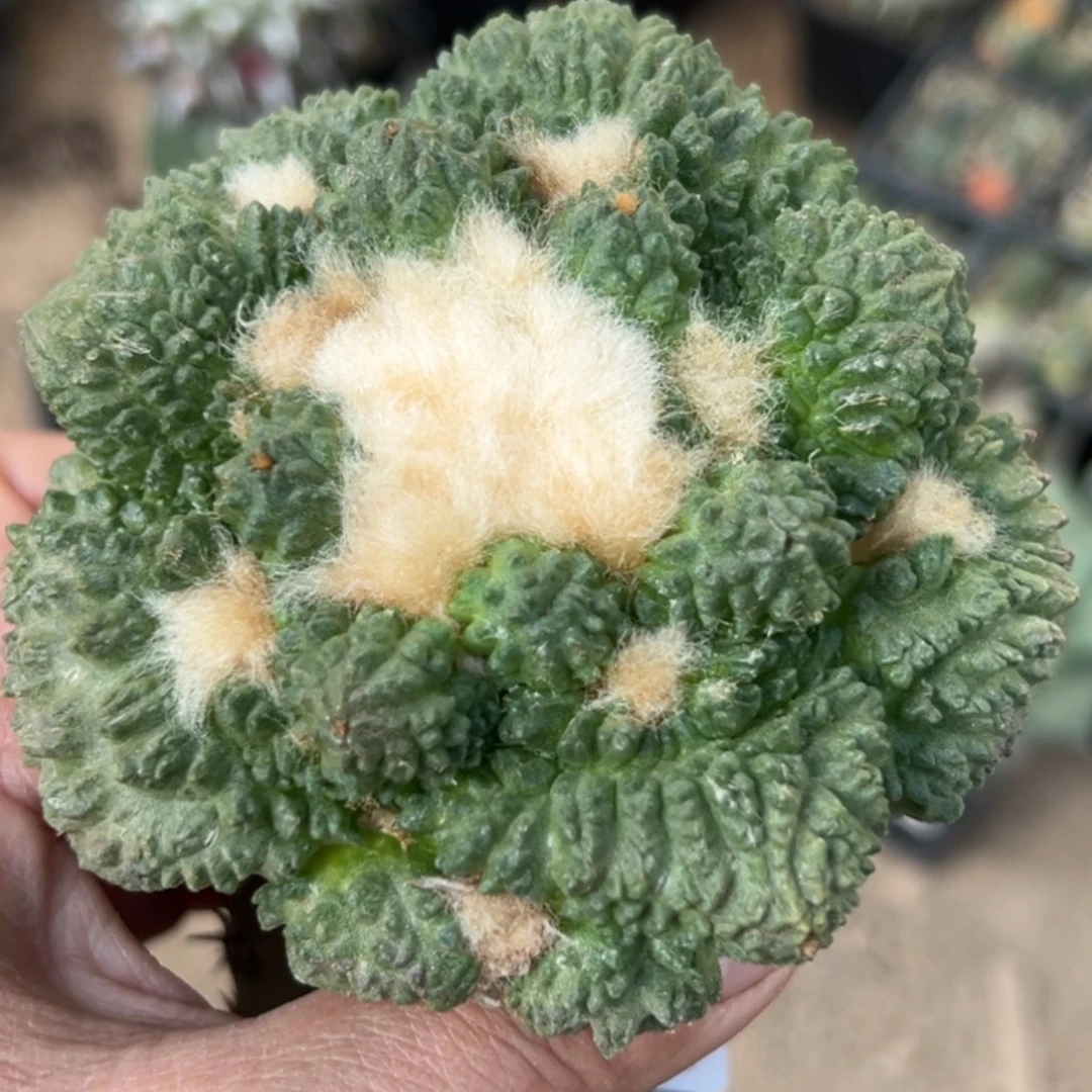 无花朵福利大尤丸尤蛋尤怒涛牡丹817