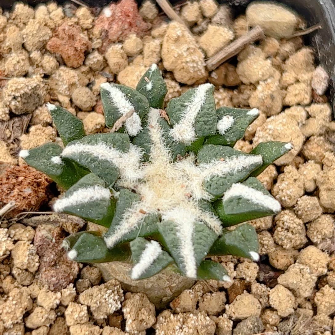 实生 黑牡丹仙人球