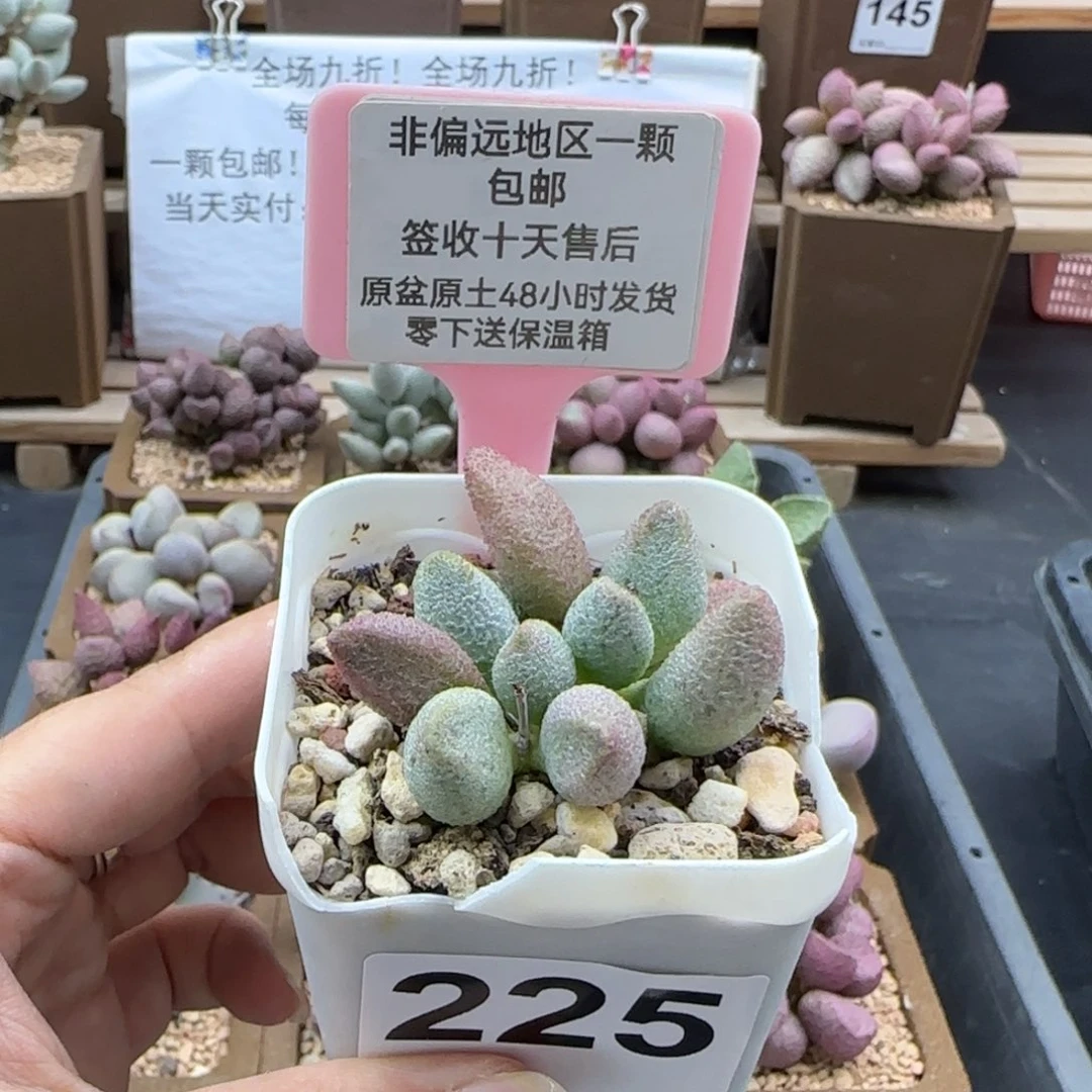 225银之卵多肉植物