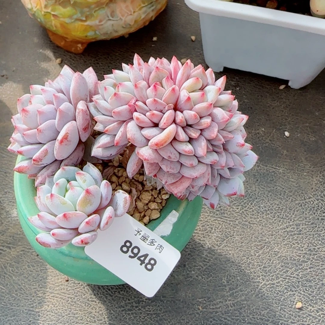 星星橙小树缀，8948多肉植物