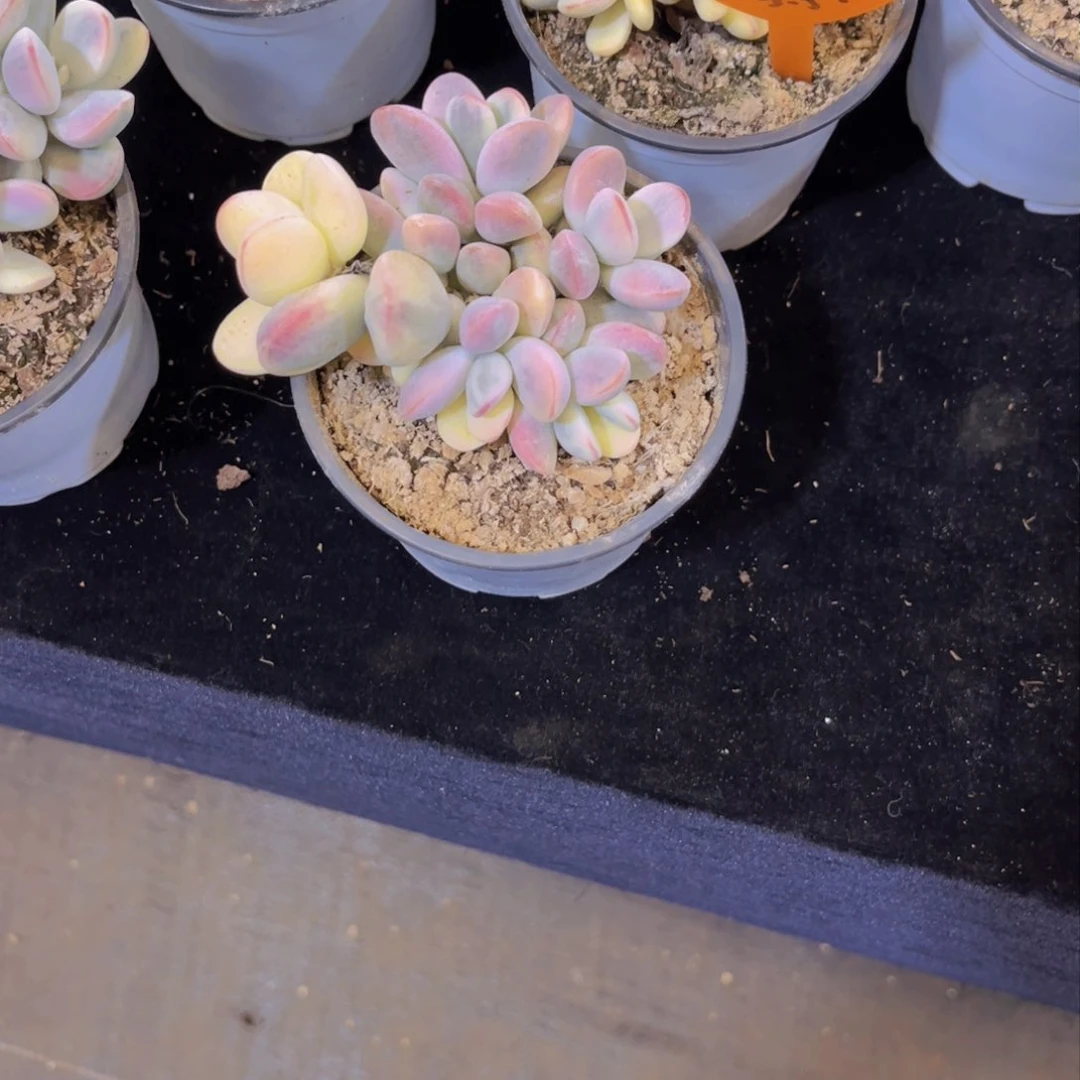 两**窝福娘锦多肉美美美的啦