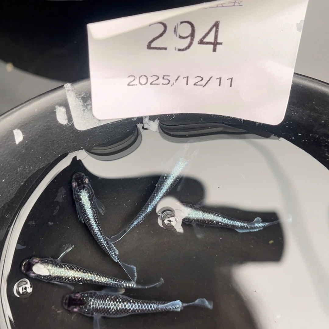 青鳉鱼294午夜裙摆五尾