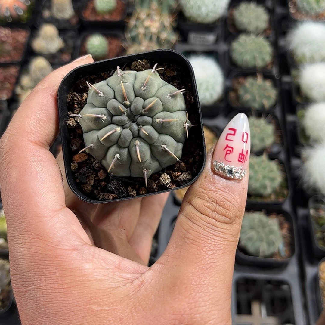 一本刺单头发货单头