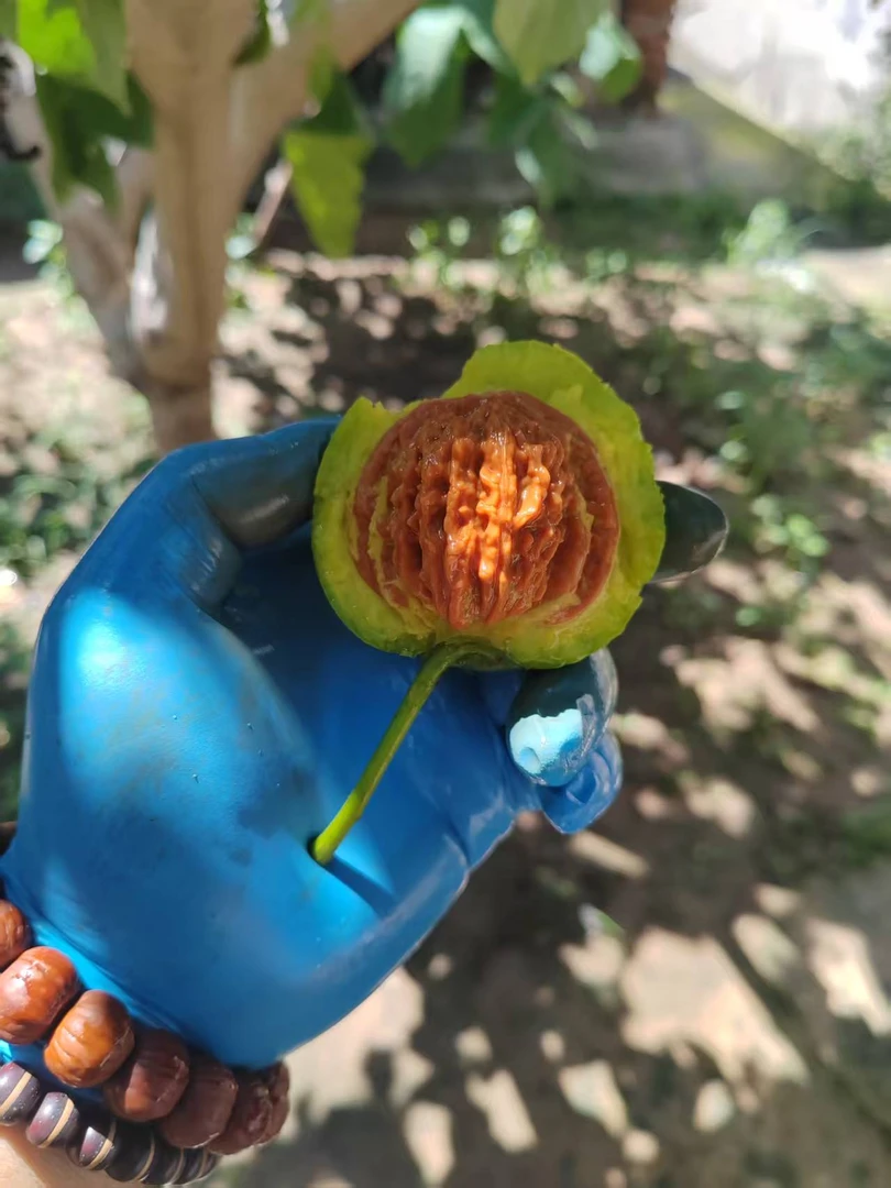 老树四座楼青皮无药果每单十个