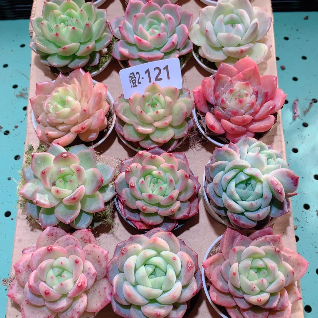 2-121一物一拍多肉带盆18颗