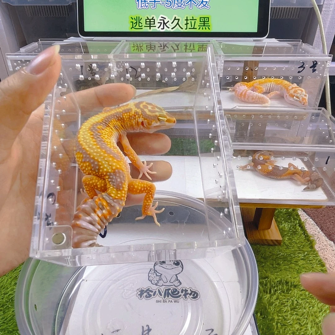 豹纹守宫守宫好看迷人可爱