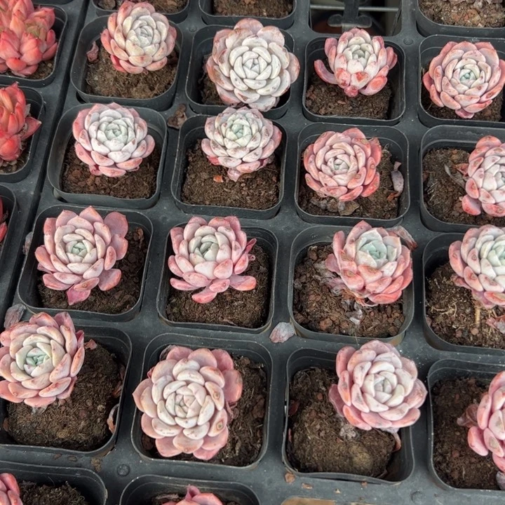 拉菲 满30包邮发货