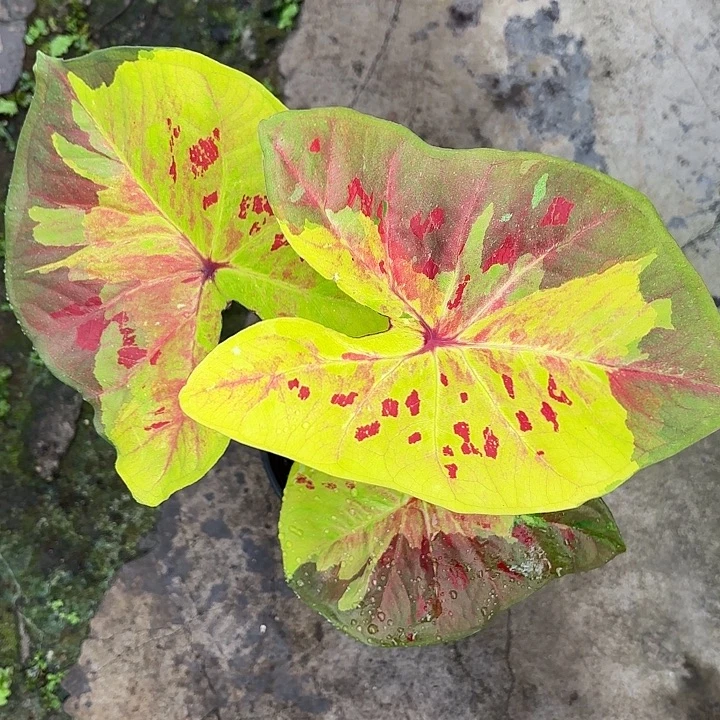 4-0102彩叶芋广东现货