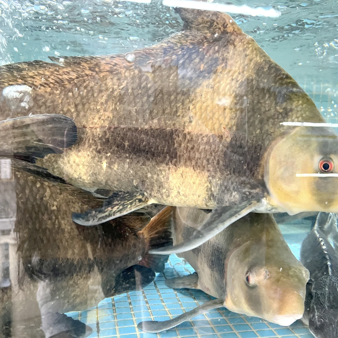 鲜活胭脂鱼（约1500g/条）