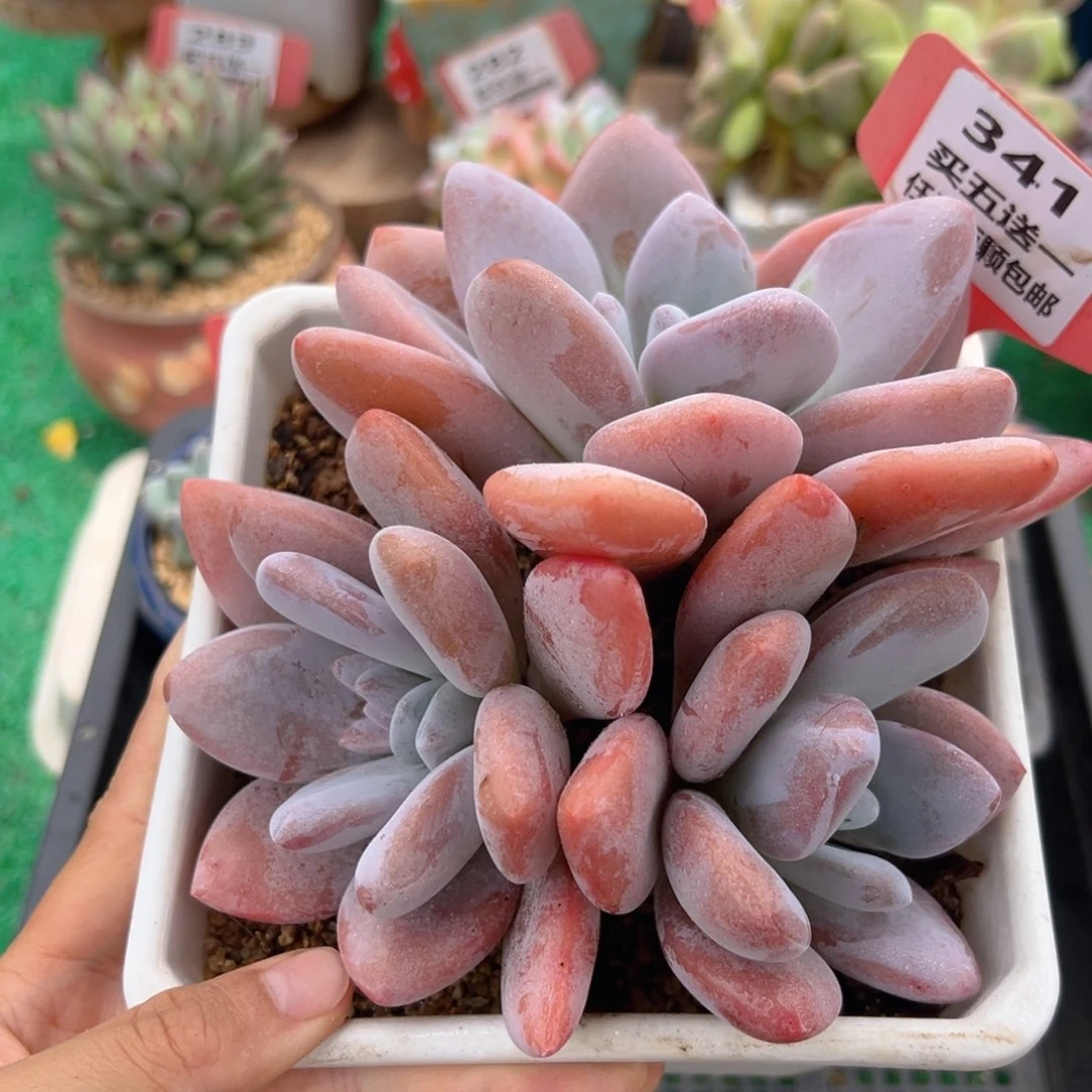 表妹精品多肉植物341