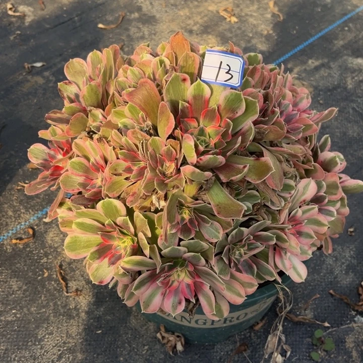 13男神多肉植物法师
