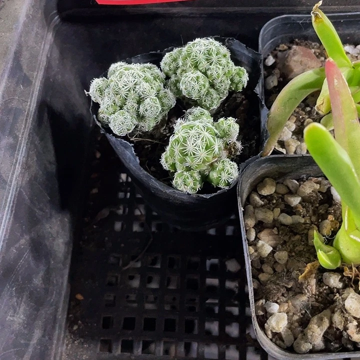 白鸟2.8带盆土发货