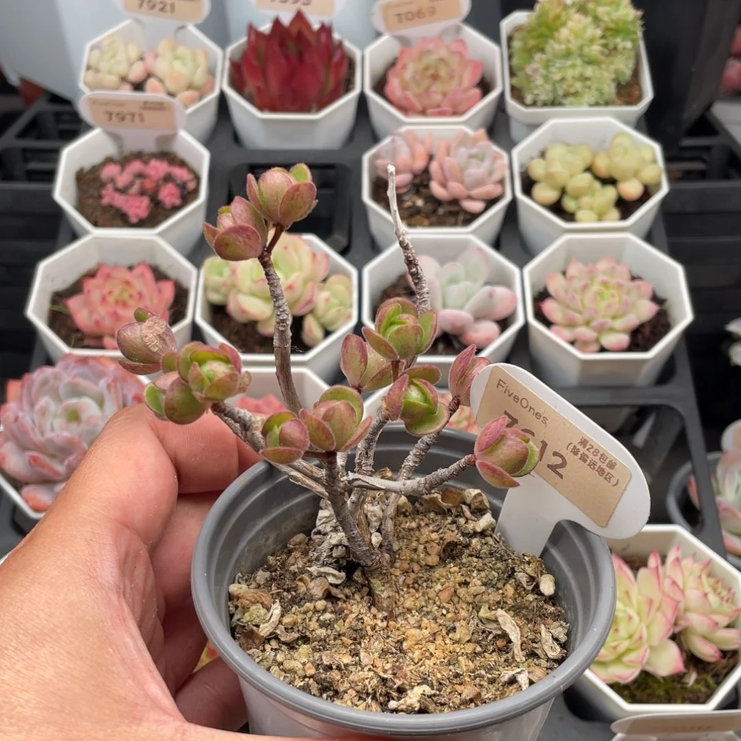 橄榄球玫瑰7612-9厘米