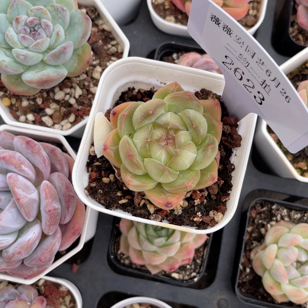 薇薇安园艺多肉2623