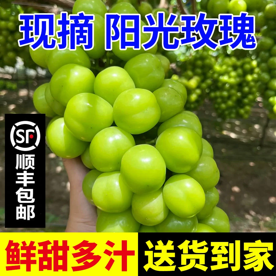 【顺丰包邮】阳光玫瑰鲜甜多汁新鲜采摘应季水果产地直发