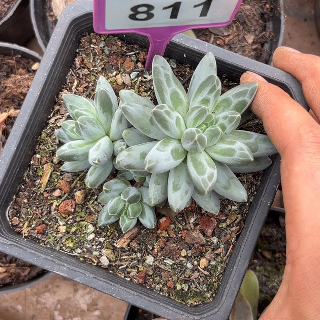 多肉植物白底伊卡鲁斯811