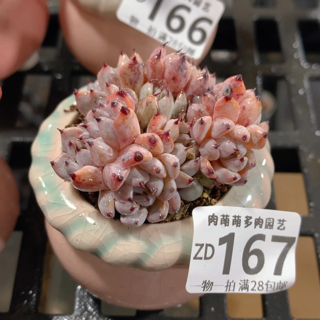 肉萌萌拇指盆精控多肉ZD167