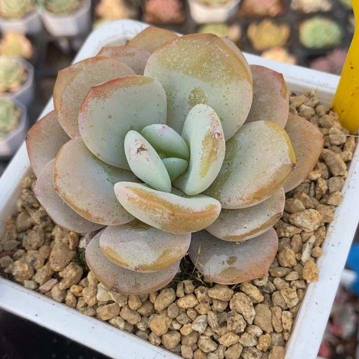 728奶茶多肉植物保护