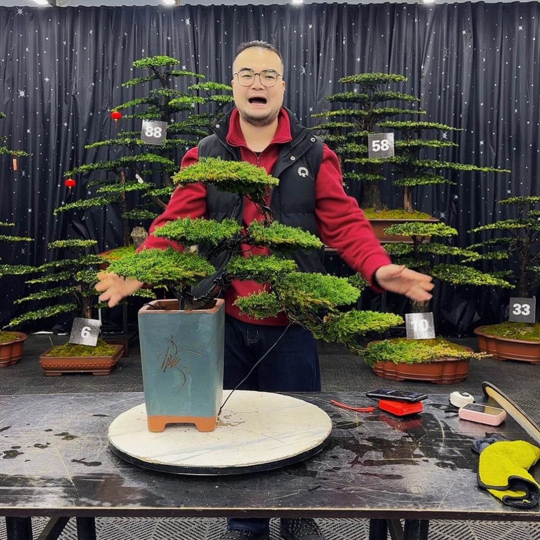 龙爪松高端造型盆景