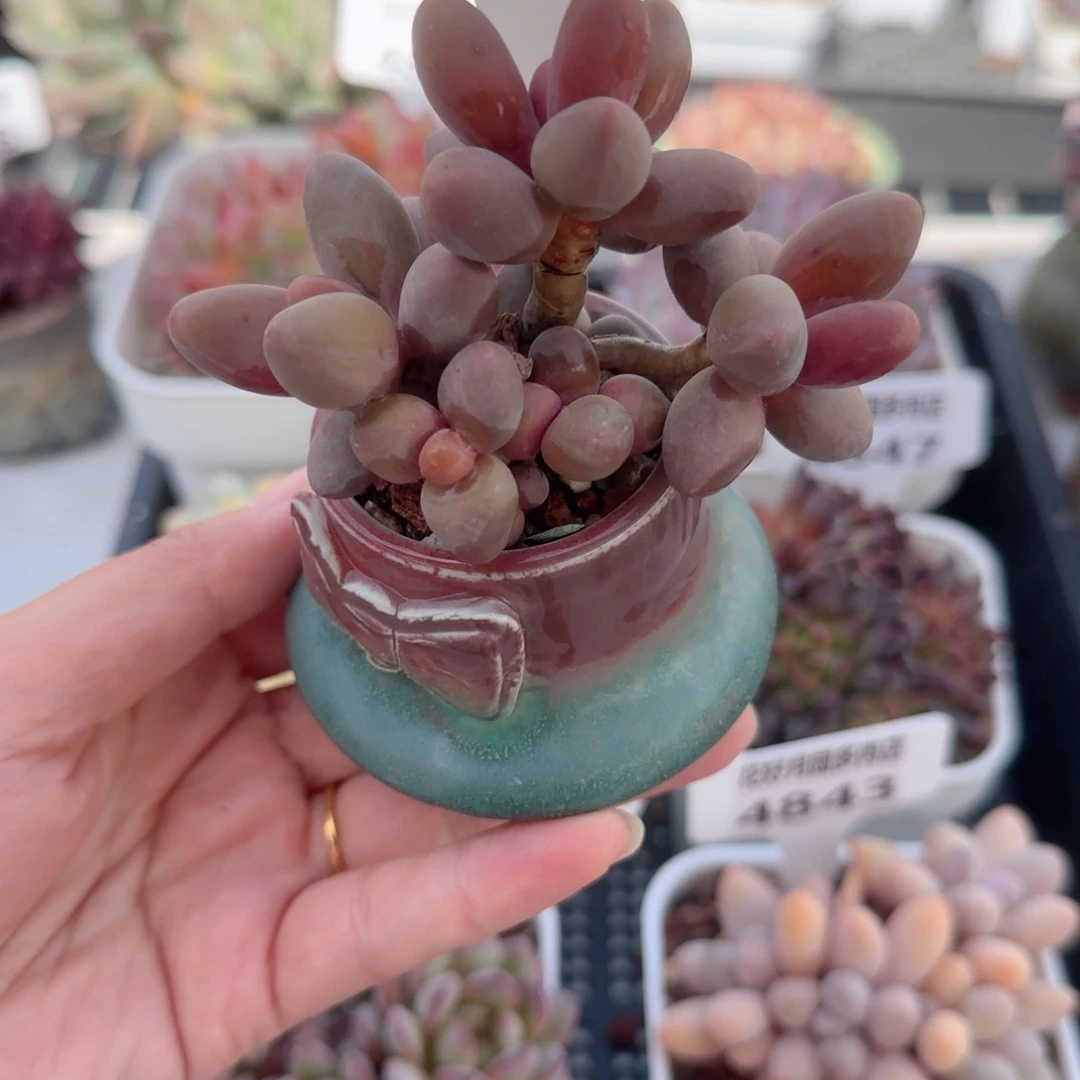 小*晴多肉植物4850带盆