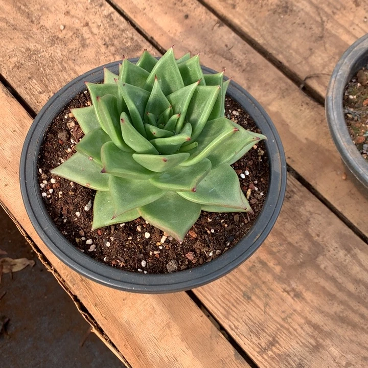 挚***爱美肉特价活动开始啦