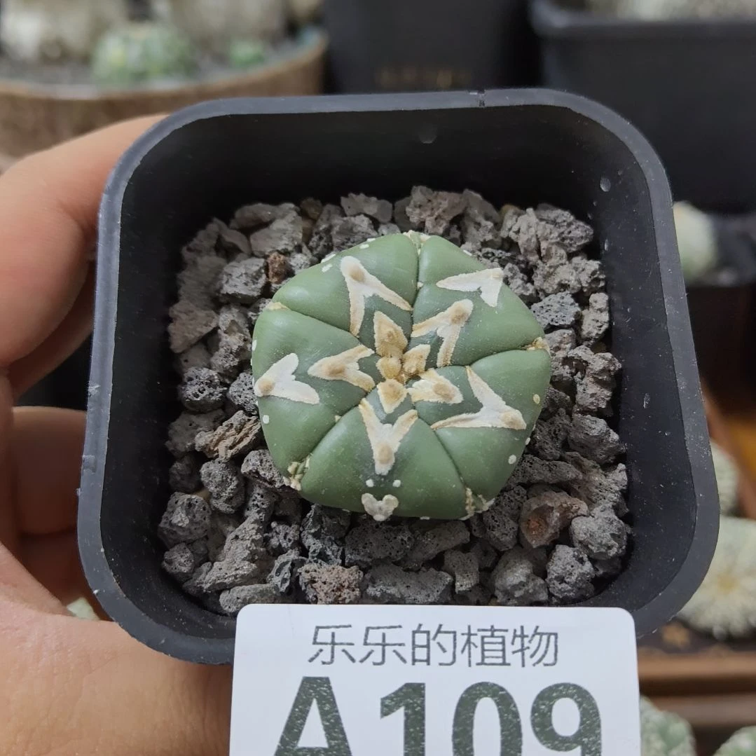 煲***火五棱五角星琉璃V兜