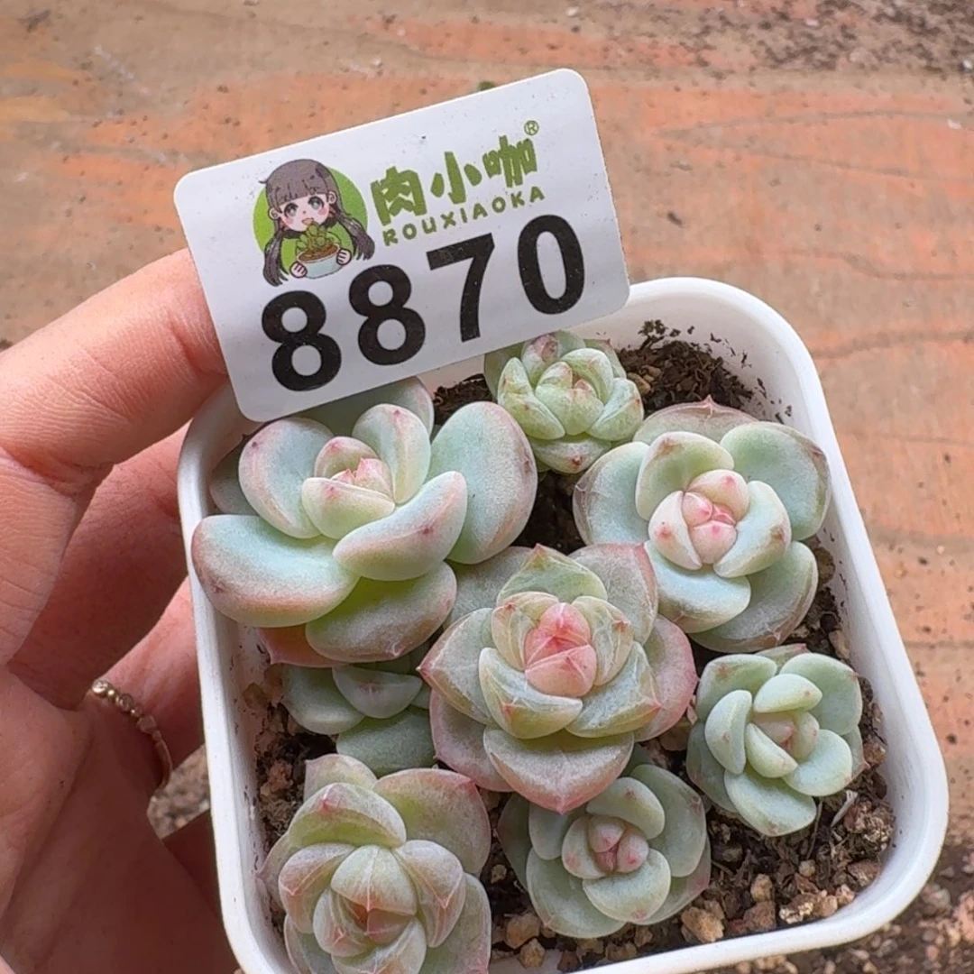 蓝***️多肉植物多肉植物