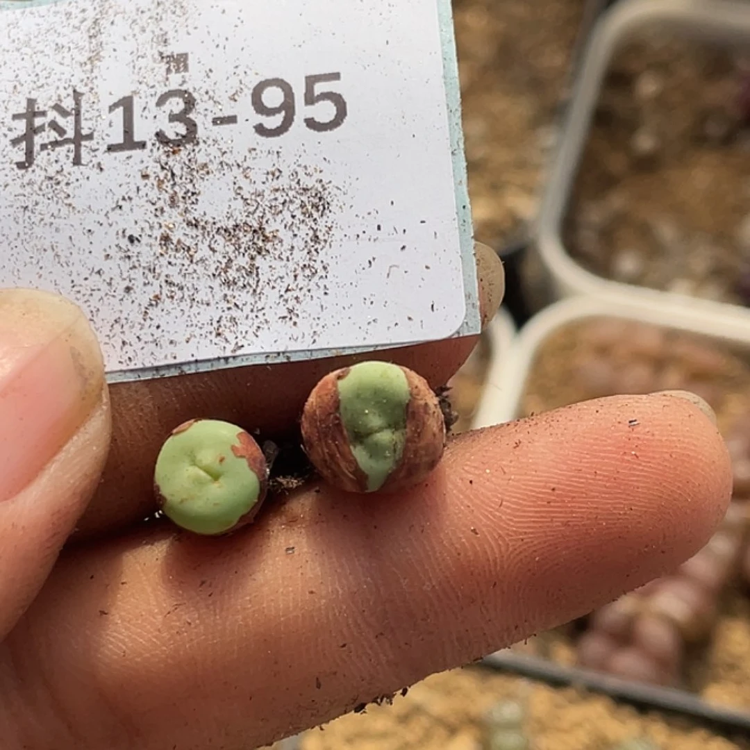 小*子13-95肉锥多肉植物
