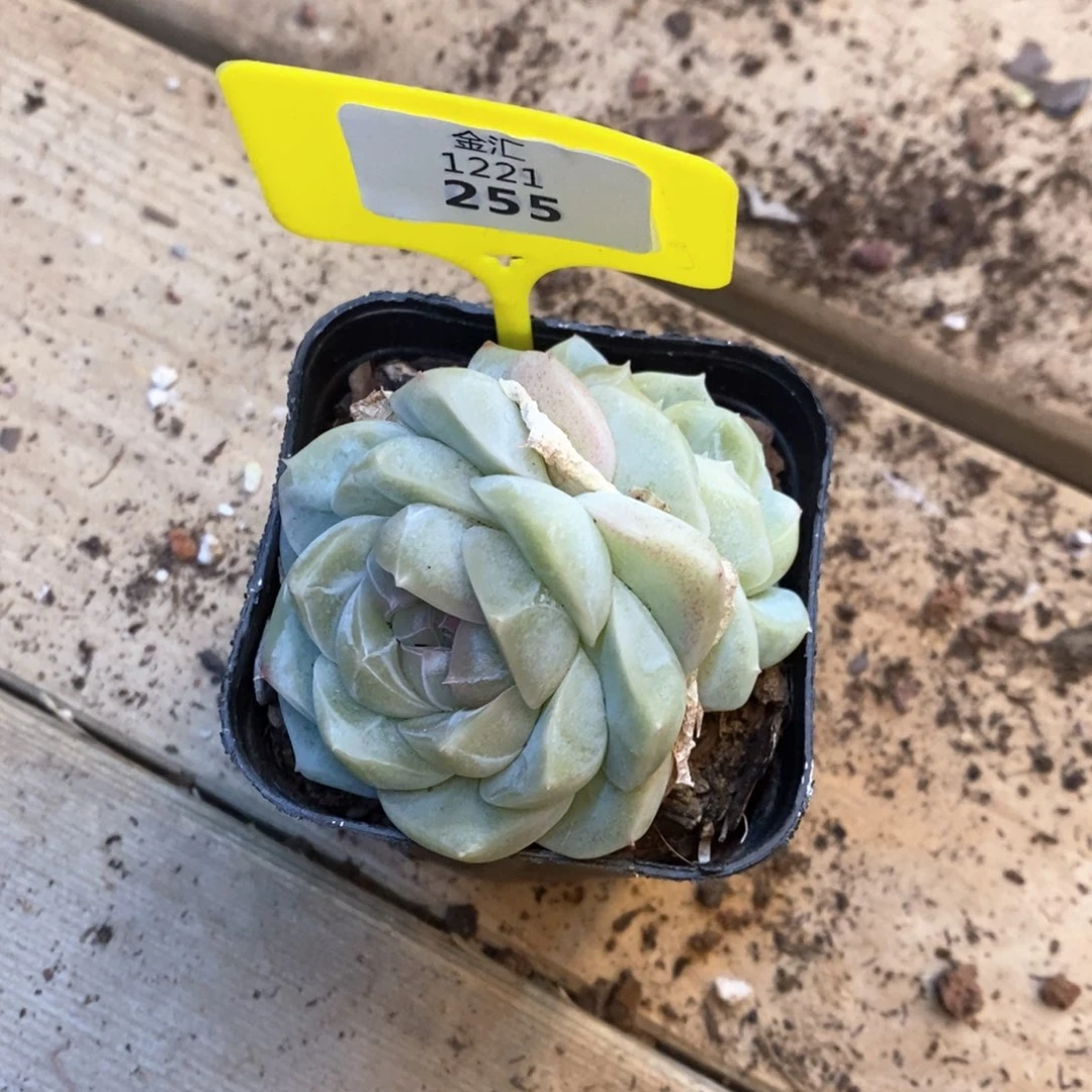 J****0福利多多。1221255