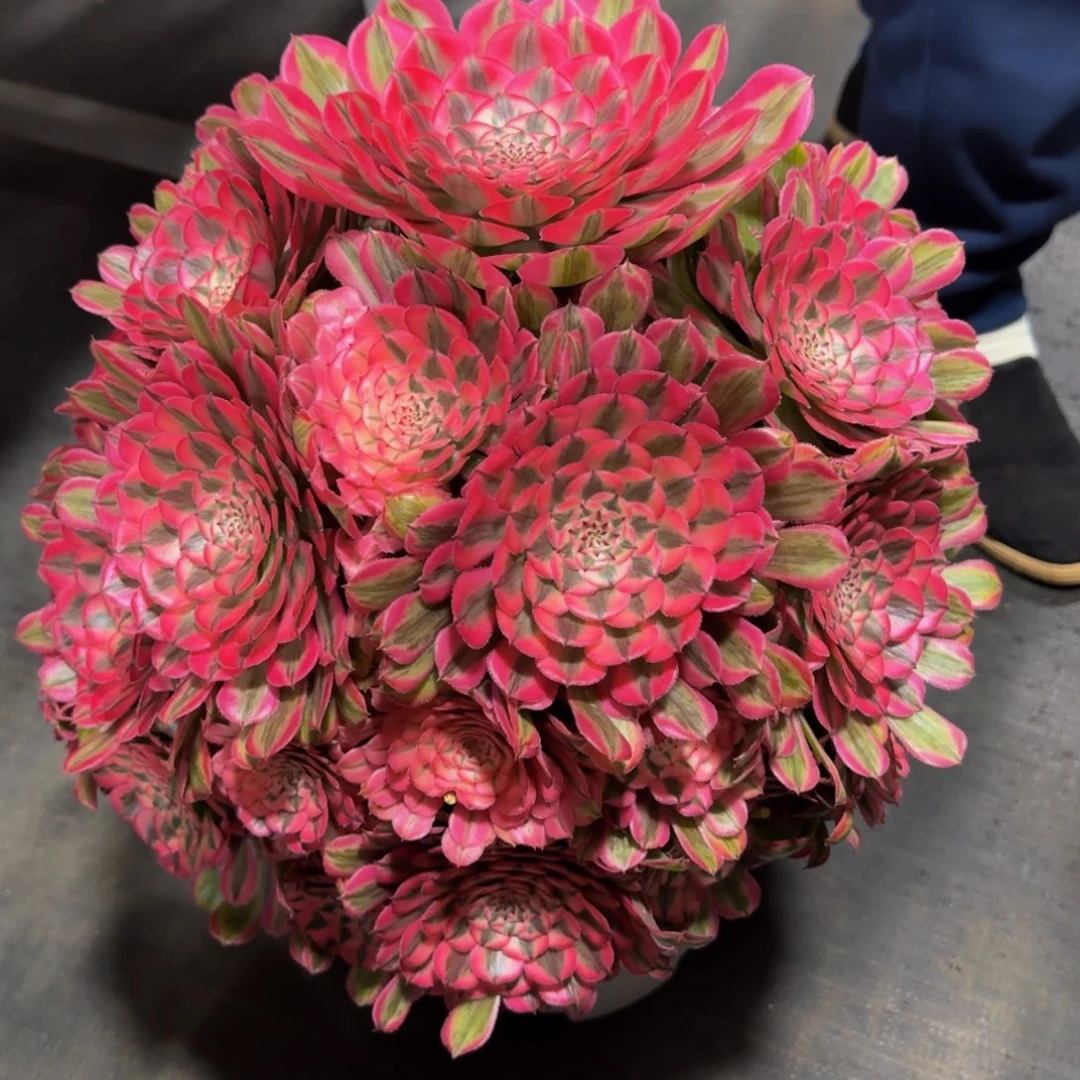 春****?粉铜精品法师