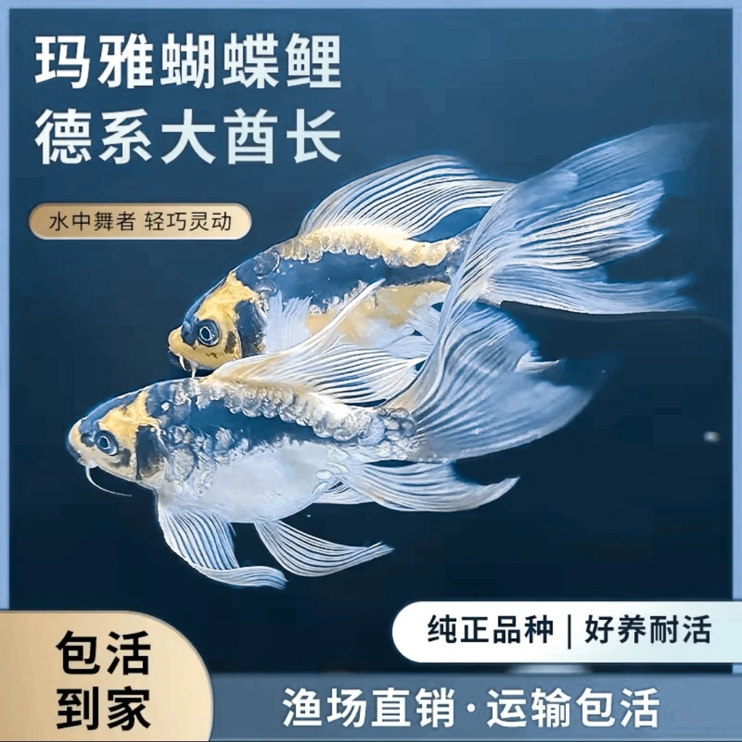 3条普身台湾纯种蝴蝶鲤冷水观赏鱼