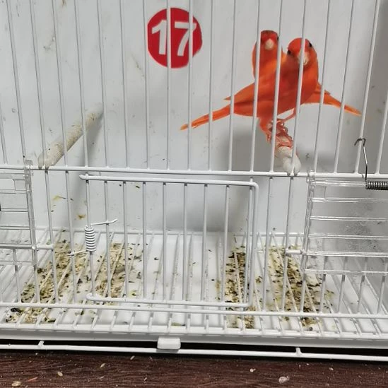 雉***友虎皮鹦鹉辣椒两只