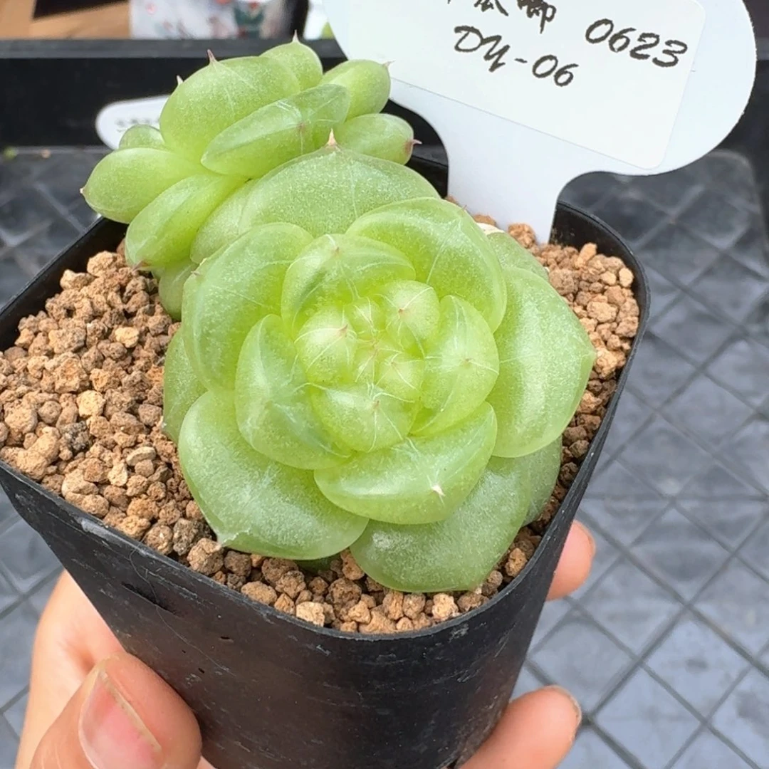 0623-6-无双双头一颗不包整