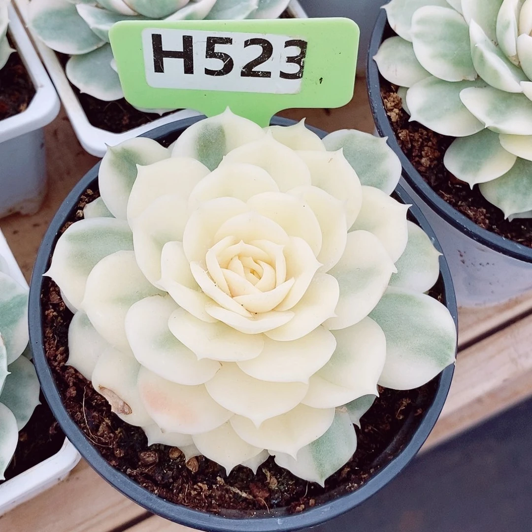 S****苧昂斯诺锦10cm多肉植物