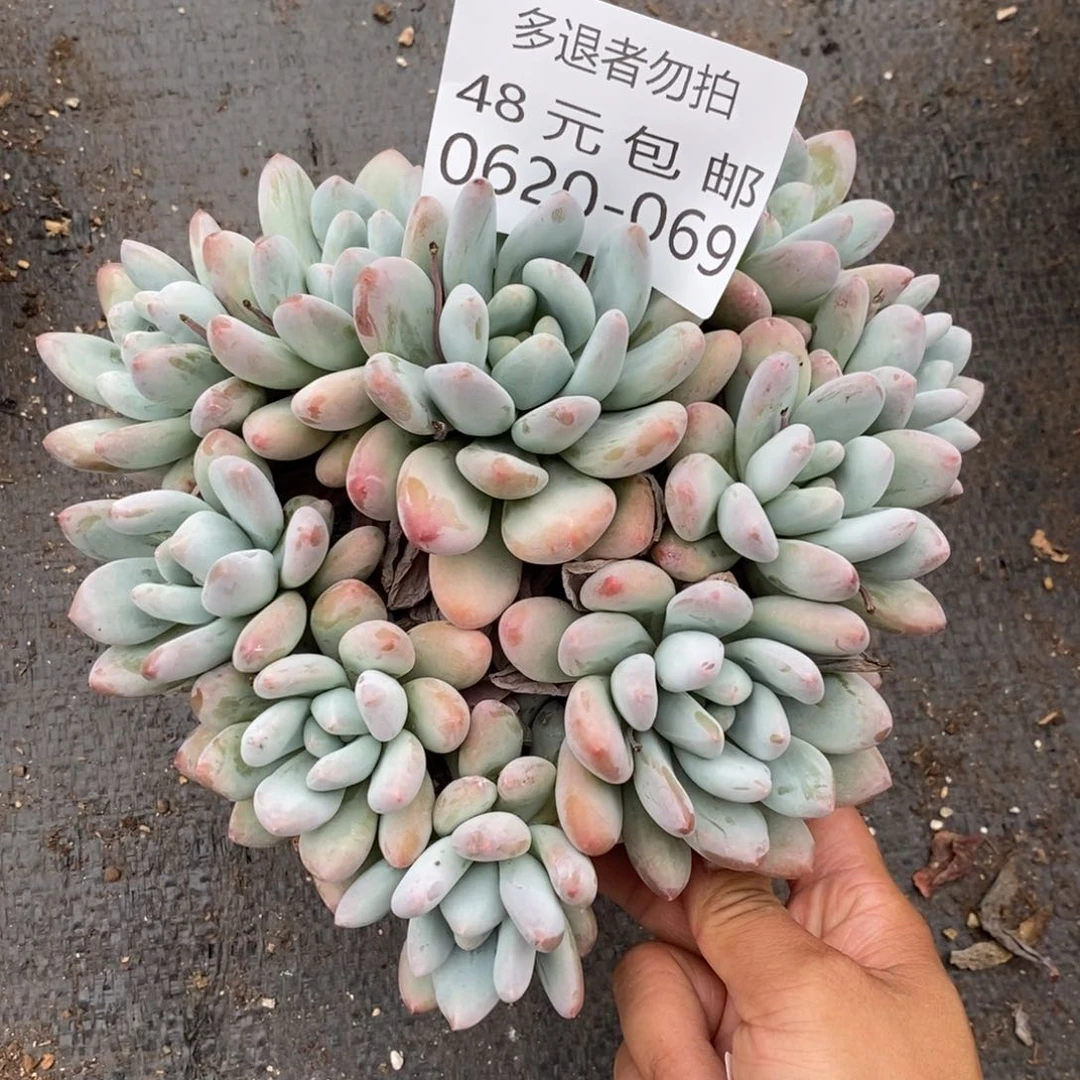 ?****安夏悦多肉0620-69香水