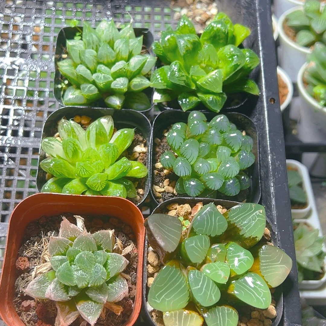 套餐玉露多肉多肉多肉