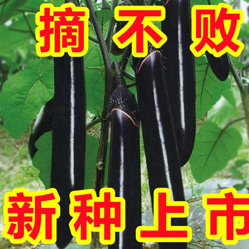 春季【活动中】紫黑长茄子种子茄子种高产春秋四季蔬菜籽阳台盆栽黑