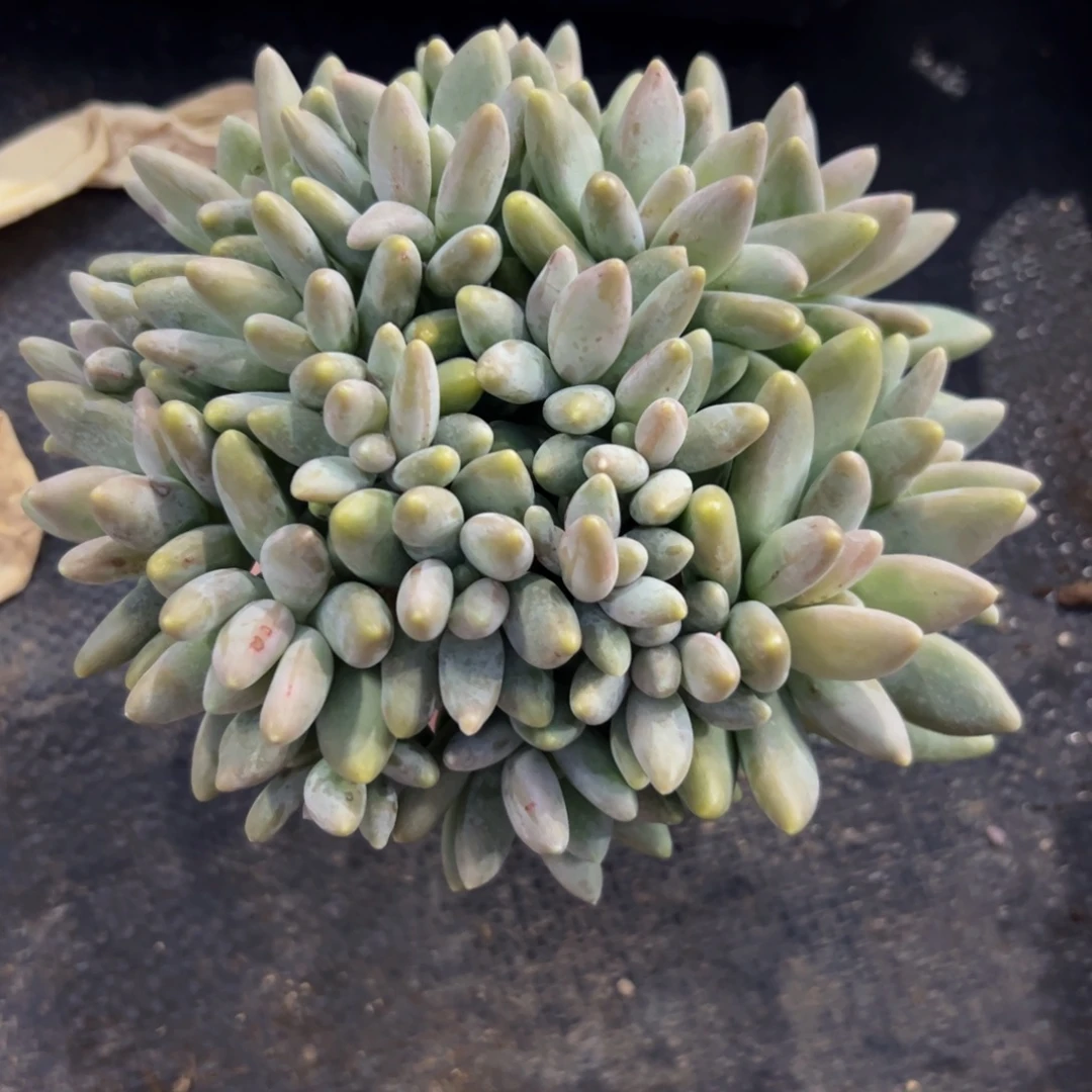 卉****白兰地群生多肉植物