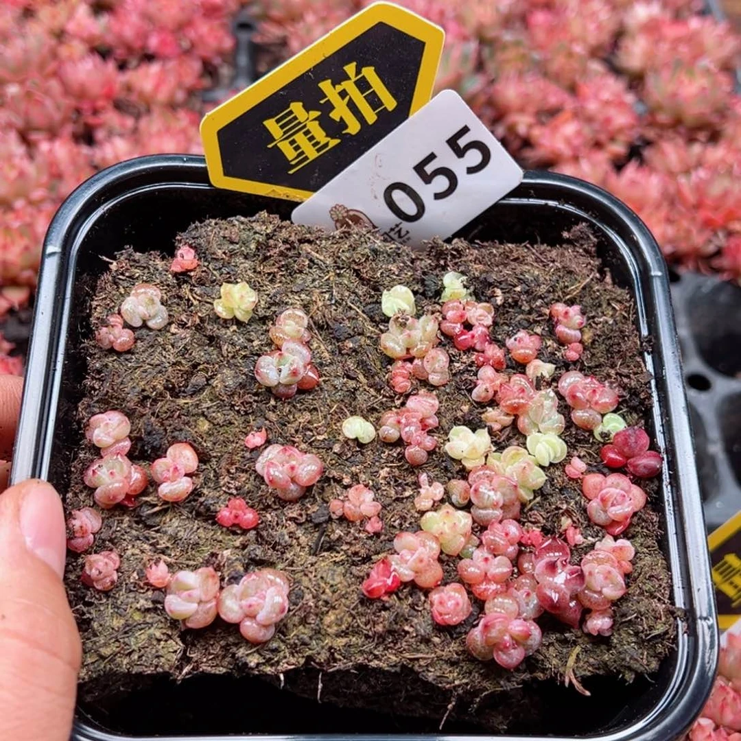 多肉植物多肉植物