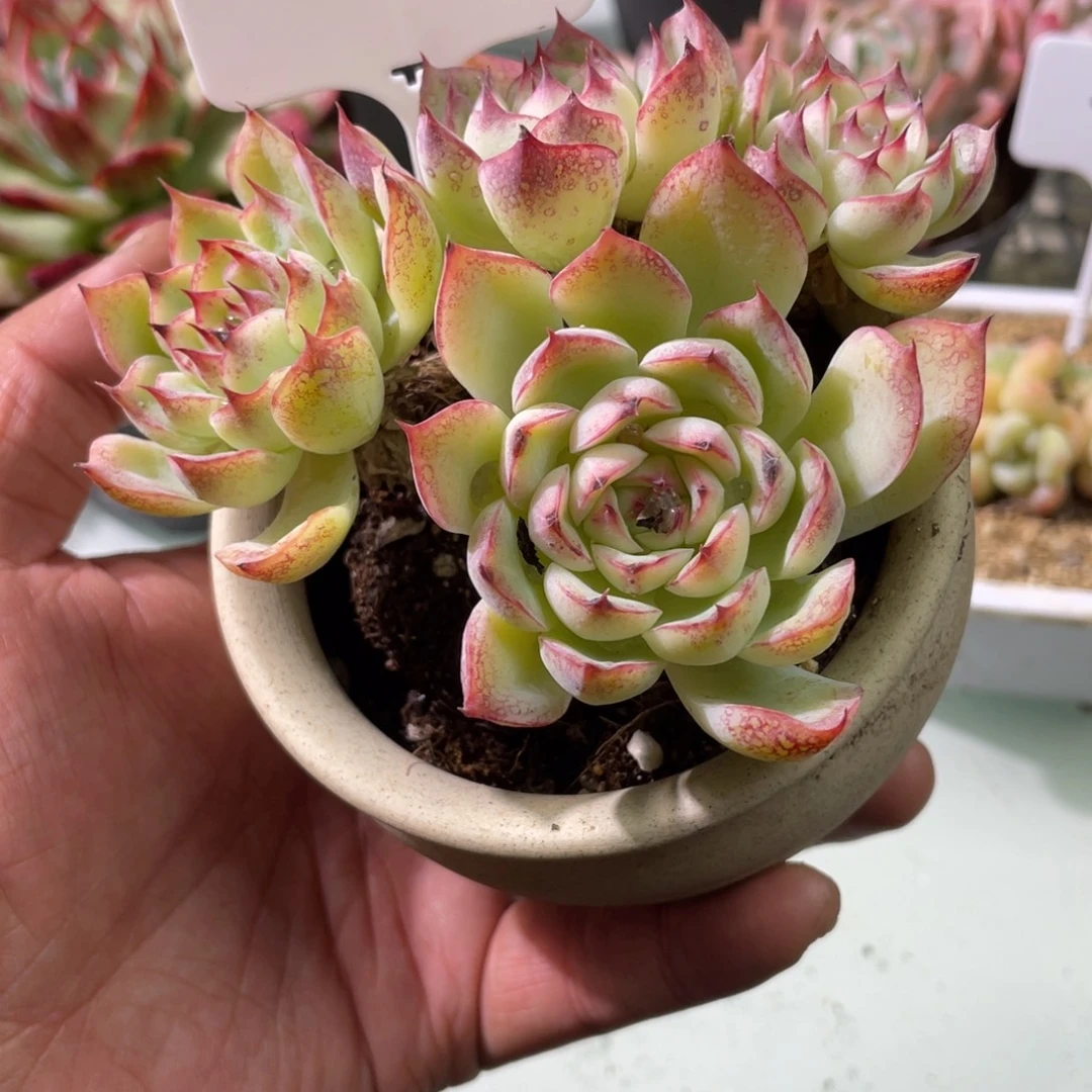 1029  勾魂仙子  六月六