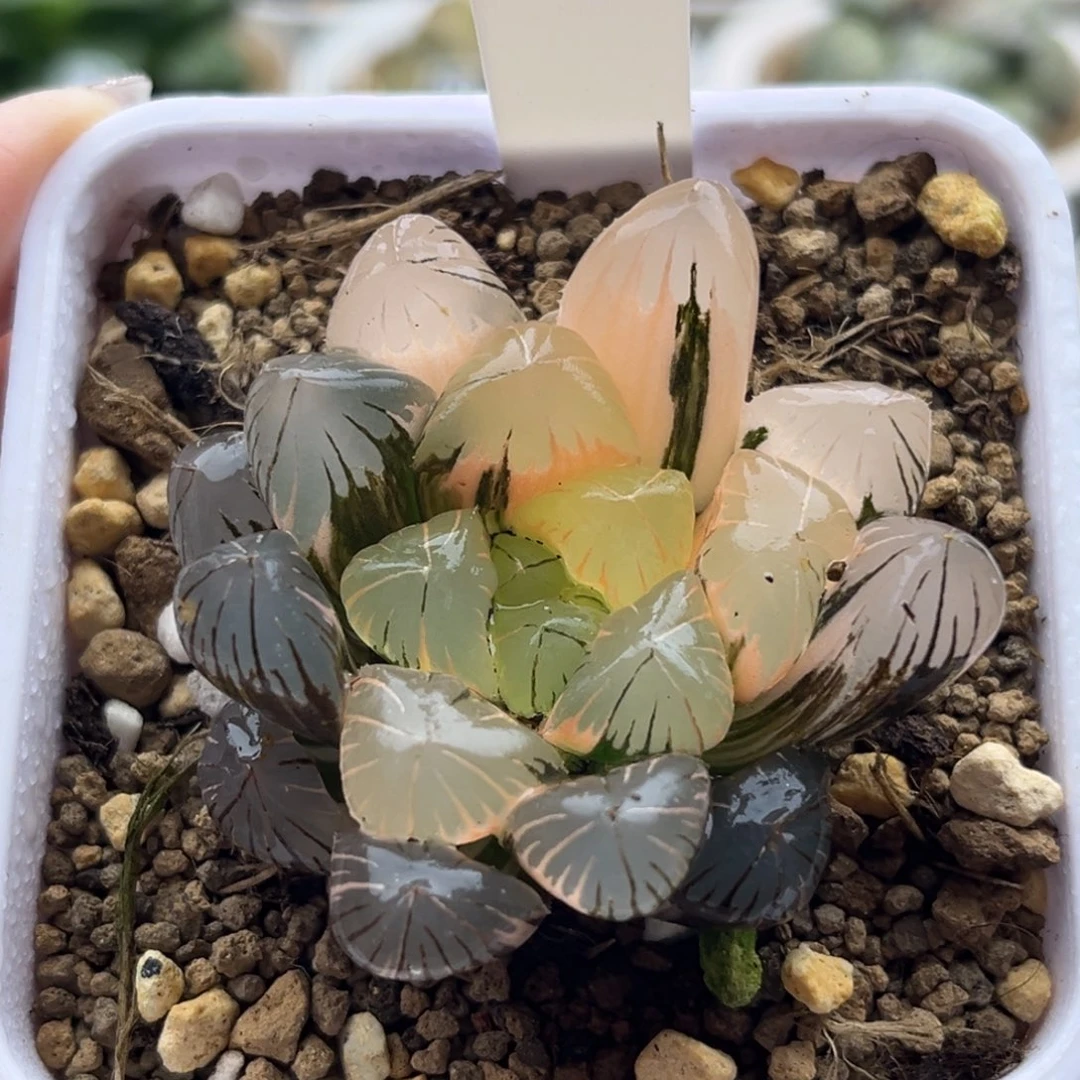 29地泉玉露锦十二卷多肉