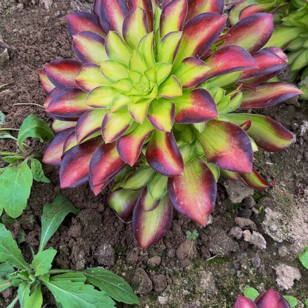 韶华多肉植物捧花的